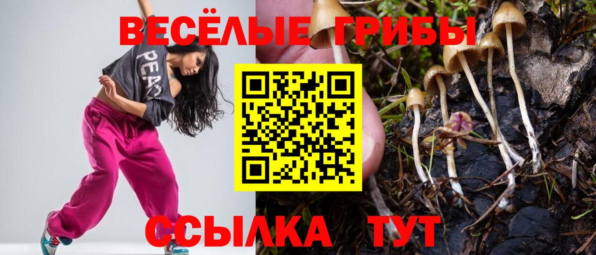 где купить наркоту  Галлюциногенные грибы Psilocybe  Вход с VPN  Избербаш 